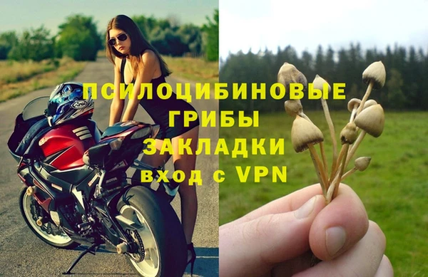 прущие грибы Заводоуковск